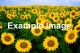 Example sunflower image
